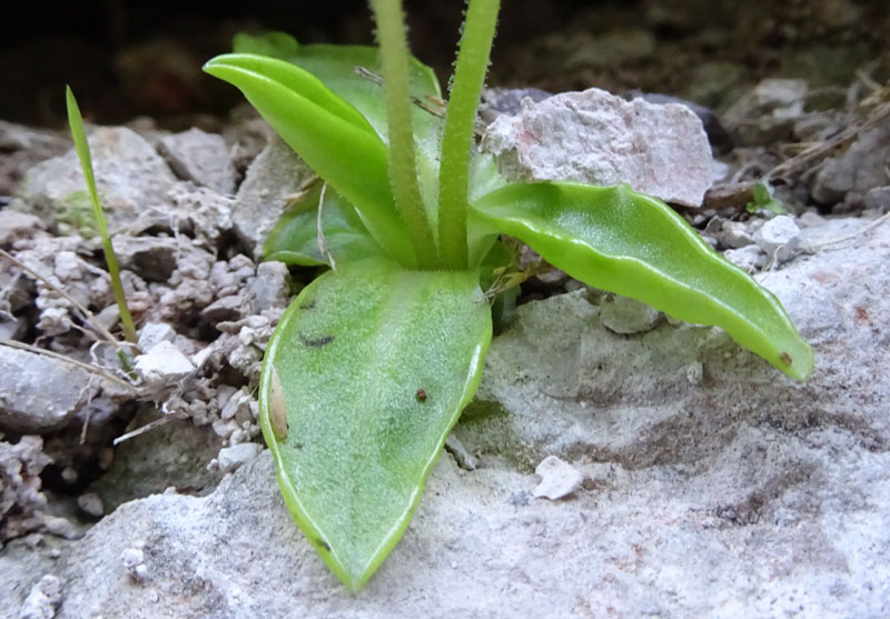 Pinguicula alpina / Pinguicola alpina